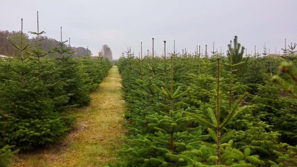 Bild Weihnachtsbaumkultur final