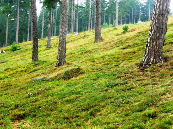 Borkenkaeferaufarbeitung final