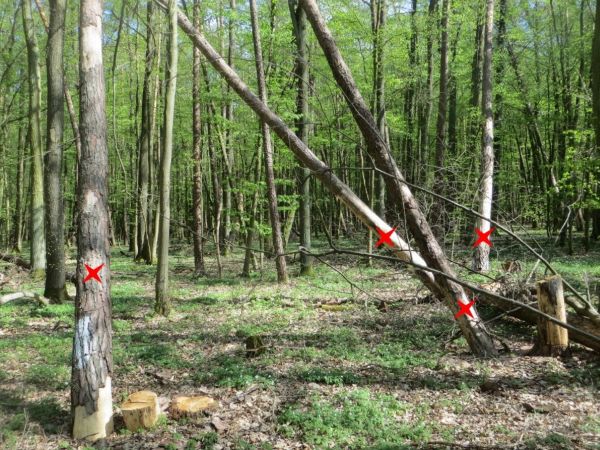 Unfachmaennische Faellschnitte final