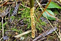 Bild beschaedigter Baum Kurzschwanzmaeuse